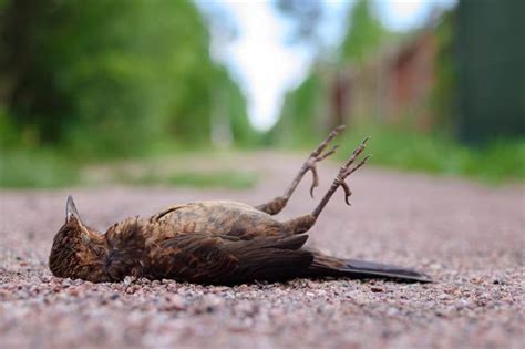 一直看到死掉的鳥|路上看到死掉的鳥